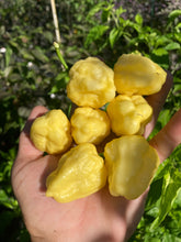 Load image into Gallery viewer, Kokomo Cream Bonnet (Pepper Seeds)