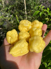 Load image into Gallery viewer, Kokomo Cream Bonnet (Pepper Seeds)