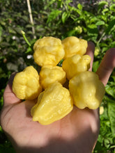 Load image into Gallery viewer, Kokomo Cream Bonnet (Pepper Seeds)