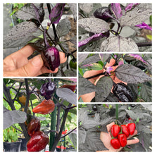 Load image into Gallery viewer, Bryan’s Emperor Blood (Pepper Seeds)