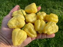 Load image into Gallery viewer, Kokomo Cream Bonnet (Pepper Seeds)