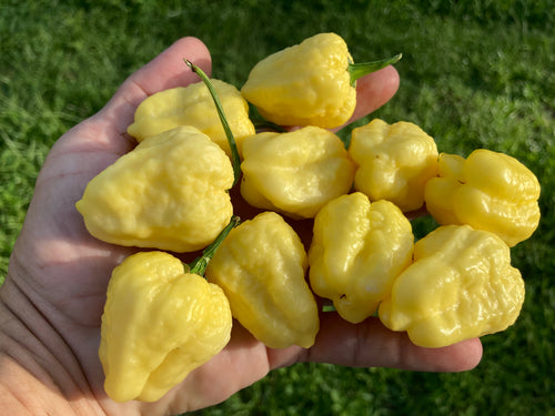 Kokomo Cream Bonnet (Pepper Seeds)