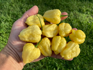 Kokomo Cream Bonnet (Pepper Seeds)
