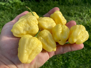 Kokomo Cream Bonnet (Pepper Seeds)