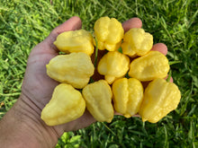Load image into Gallery viewer, Kokomo Cream Bonnet (Pepper Seeds)