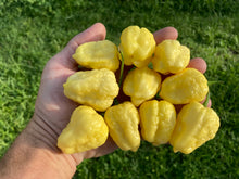 Load image into Gallery viewer, Kokomo Cream Bonnet (Pepper Seeds)