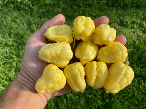 Kokomo Cream Bonnet (Pepper Seeds)