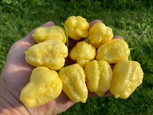 Kokomo Cream Bonnet (Pepper Seeds)