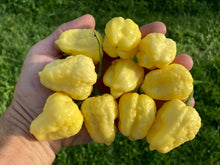 Load image into Gallery viewer, Kokomo Cream Bonnet (Pepper Seeds)