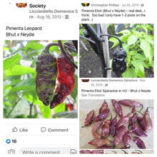 Load image into Gallery viewer, Pandora’s Box Pimenta Jolokia/PJ Mix (Pepper Seeds)