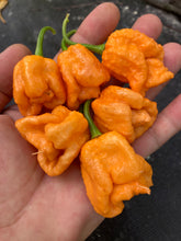 Load image into Gallery viewer, Orange Creamo (BOC X Primo Orange)(Pepper Seeds)
