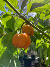 Load image into Gallery viewer, Orange Creamo (BOC X Primo Orange)(Pepper Seeds)