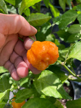 Load image into Gallery viewer, Orange Creamo (BOC X Primo Orange)(Pepper Seeds)