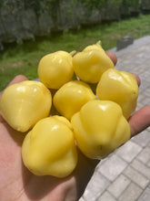 Load image into Gallery viewer, Sugar Rush Cream (Pepper Seeds)