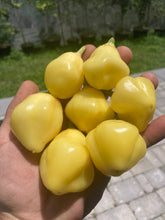 Load image into Gallery viewer, Sugar Rush Cream (Pepper Seeds)