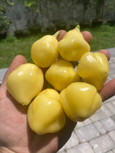 Load image into Gallery viewer, Sugar Rush Cream (Pepper Seeds)