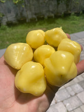 Load image into Gallery viewer, Sugar Rush Cream (Pepper Seeds)