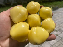 Load image into Gallery viewer, Sugar Rush Cream (Pepper Seeds)