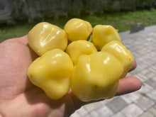 Load image into Gallery viewer, Sugar Rush Cream (Pepper Seeds)