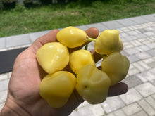 Load image into Gallery viewer, Sugar Rush Cream (Pepper Seeds)