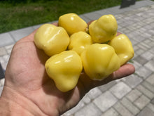 Load image into Gallery viewer, Sugar Rush Cream (Pepper Seeds)