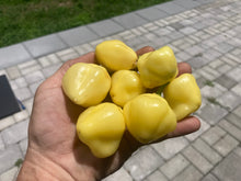 Load image into Gallery viewer, Sugar Rush Cream (Pepper Seeds)