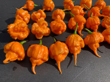 Load image into Gallery viewer, Inception (Douglah V2) (Pepper Seeds)