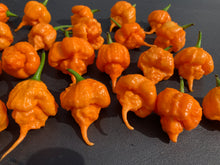 Load image into Gallery viewer, Inception (Douglah V2) (Pepper Seeds)