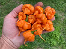 Load image into Gallery viewer, Inception (Douglah V2) (Pepper Seeds)