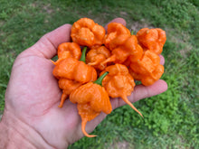 Load image into Gallery viewer, Inception (Douglah V2) (Pepper Seeds)