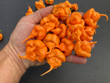 Load image into Gallery viewer, Inception (Douglah V2) (Pepper Seeds)