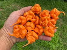 Load image into Gallery viewer, Inception (Douglah V2) (Pepper Seeds)