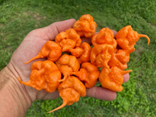 Load image into Gallery viewer, Inception (Douglah V2) (Pepper Seeds)