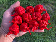 Load image into Gallery viewer, RB003 (Pepper Seeds)