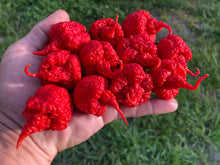 Load image into Gallery viewer, RB003 (Pepper Seeds)