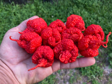 Load image into Gallery viewer, RB003 (Pepper Seeds)