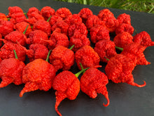 Load image into Gallery viewer, RB003 (Pepper Seeds)