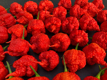 Load image into Gallery viewer, RB003 (Pepper Seeds)