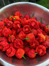 Load image into Gallery viewer, RB003 (Pepper Seeds)