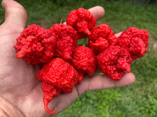 Load image into Gallery viewer, RB003 (Pepper Seeds)