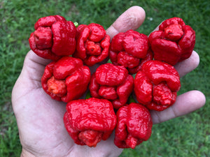 Trinidad Moruga Scorpion (Original)(Pepper Seeds)