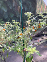 Load image into Gallery viewer, Orange Parrot Fish (Pepper seeds)