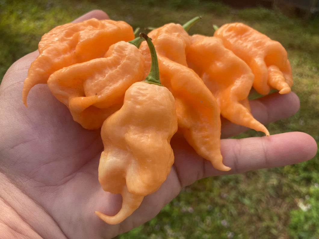 Jays Peach Ghost Scorpion (JWF) Pepper Seeds)