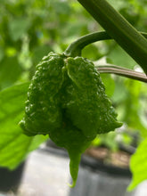 Load image into Gallery viewer, Orange Creamo (BOC X Primo Orange)(Pepper Seeds)