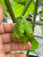Load image into Gallery viewer, Orange Creamo (BOC X Primo Orange)(Pepper Seeds)