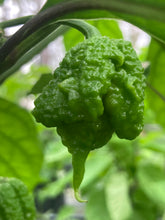 Load image into Gallery viewer, Orange Creamo (BOC X Primo Orange)(Pepper Seeds)