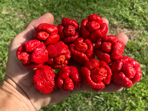 Trinidad Moruga Scorpion (Original)(Pepper Seeds)