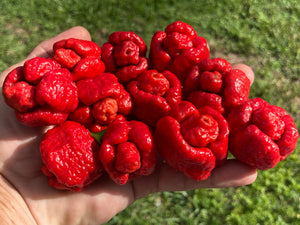 Trinidad Moruga Scorpion (Original)(Pepper Seeds)
