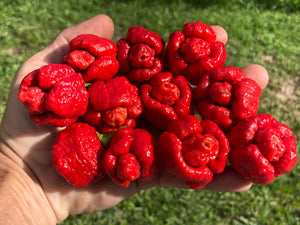 Trinidad Moruga Scorpion (Original)(Pepper Seeds)