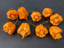 Load image into Gallery viewer, Orange Creamo (BOC X Primo Orange)(Pepper Seeds)